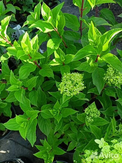 Гортензия Колорфул Коктейль Новинка