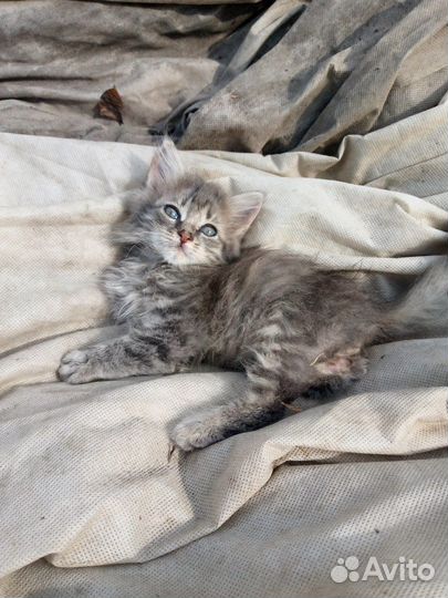 Кошка в добрые руки