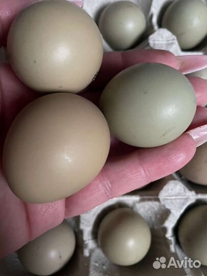 Инкубационное яйцо