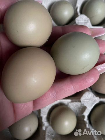 Инкубационное яйцо