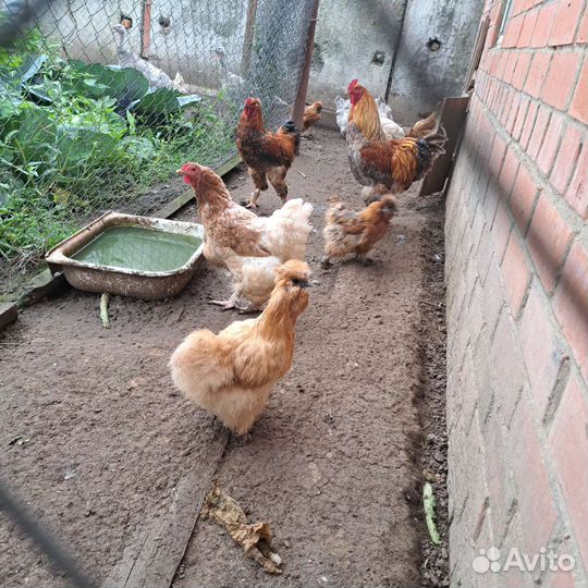 Куры молодки несушки