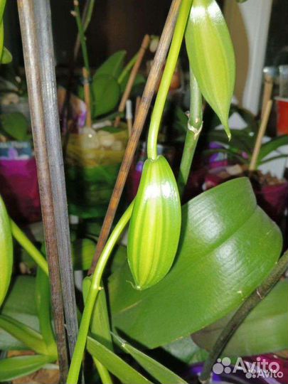 Орхидея ваниль вариегатная