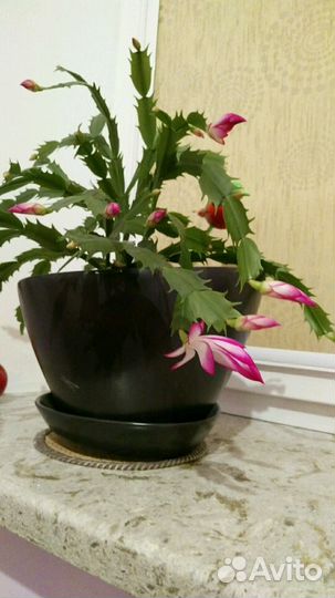 Декабрист цветущий