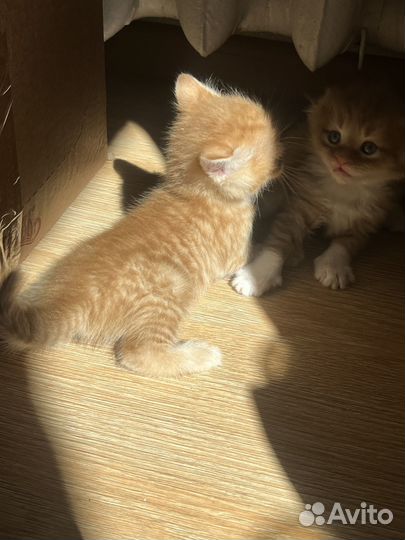 Вислоухие котята
