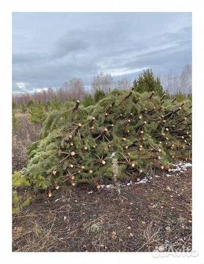 Сосна Рождественская