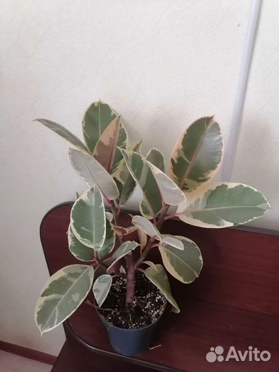 Фикус эластика тинеке