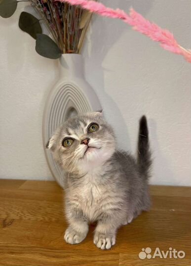 Манчкин кошечка стандарт