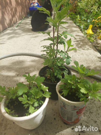 Хризантема