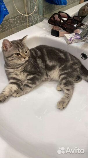 Шотландская