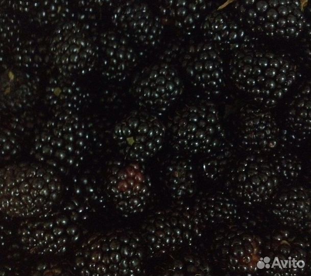 Саженцы ежевики (колючая)