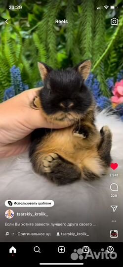 Кролики сиамские