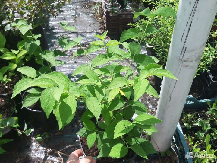 Декоративные кустарники #2