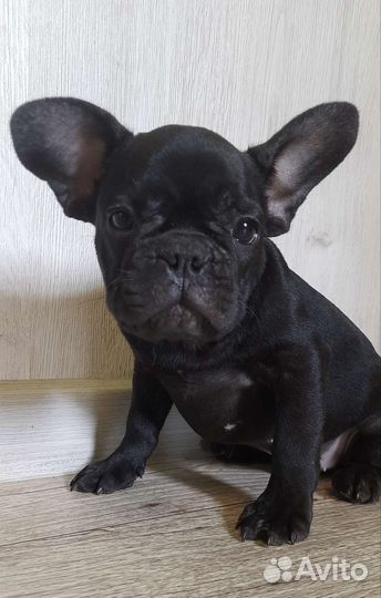 Черный мальчик