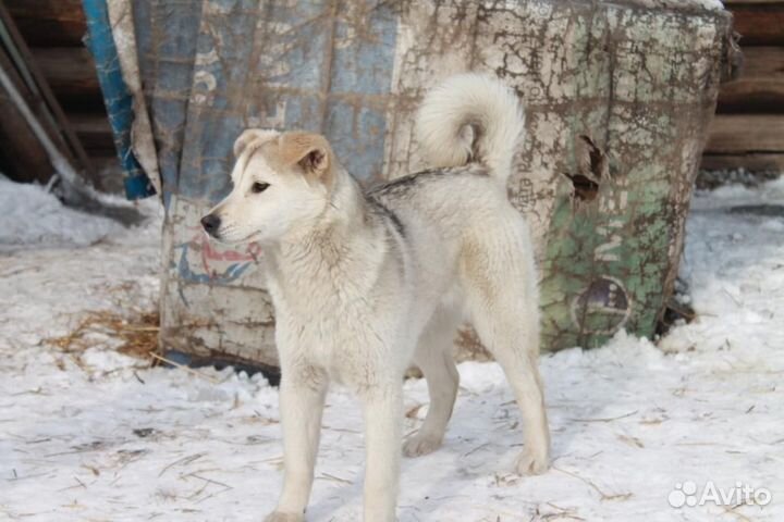 Лайка