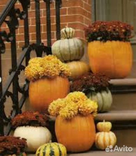 Декоративная тыква семена