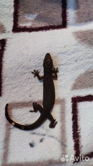 Редкие гекконы