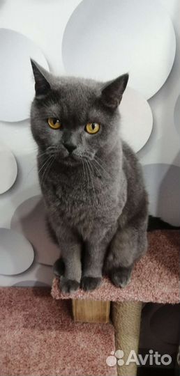 Шотландский кот