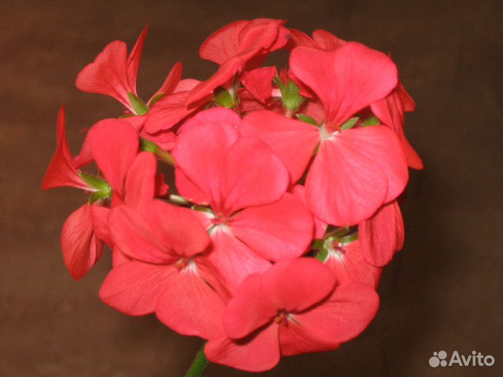 Герань (пеларгония)