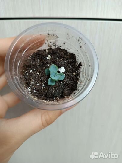 Отростки растений