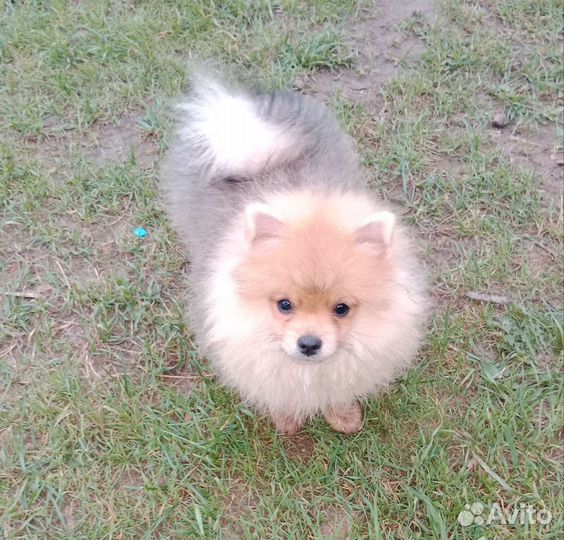 Малышки щпица