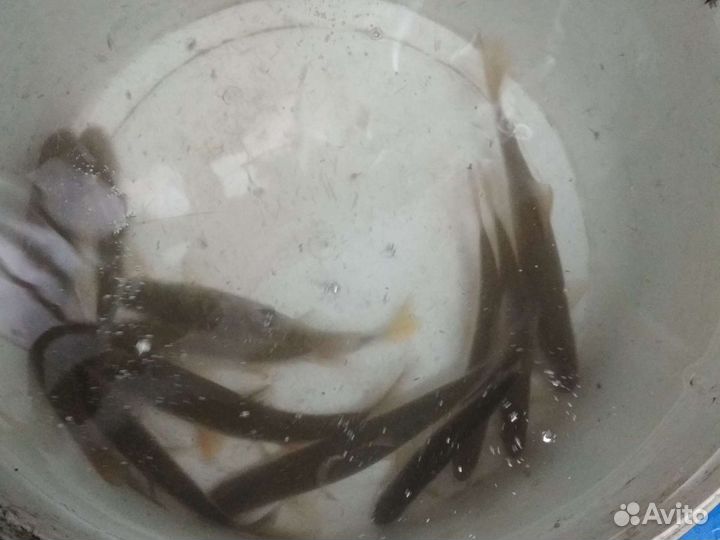 Живец плотва