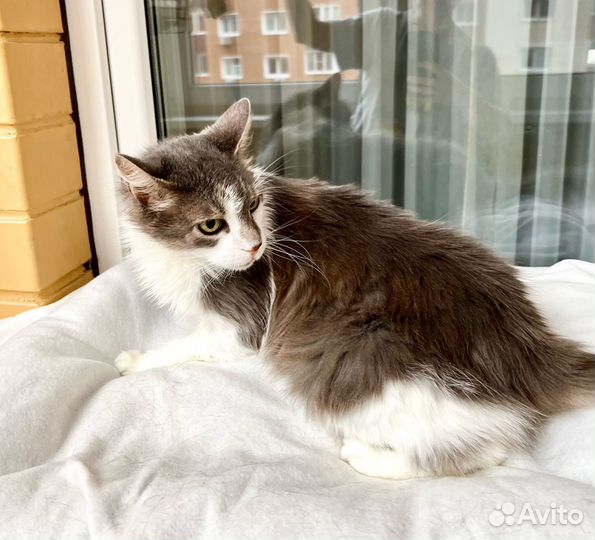 Бьенси - кошечка метис породы мейн-кун в дар