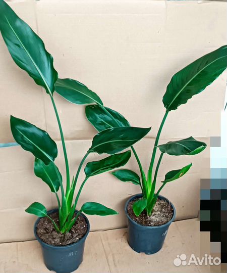 Стрелиция Регина