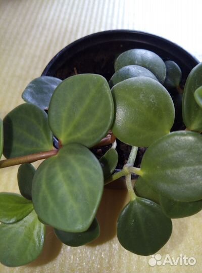 Пеперомия хоуп, церопегия вуду(2вида)