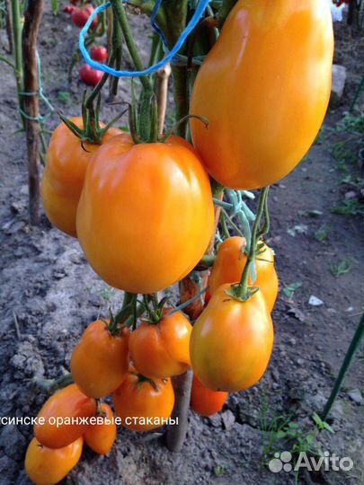 Семена Минусинских томатов