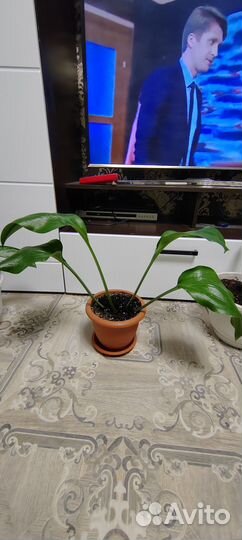 Продам цветы комнатные