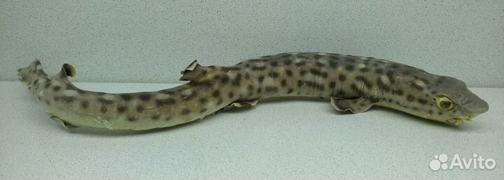 Акула пятнистая 36,7 морской сувенир подарок