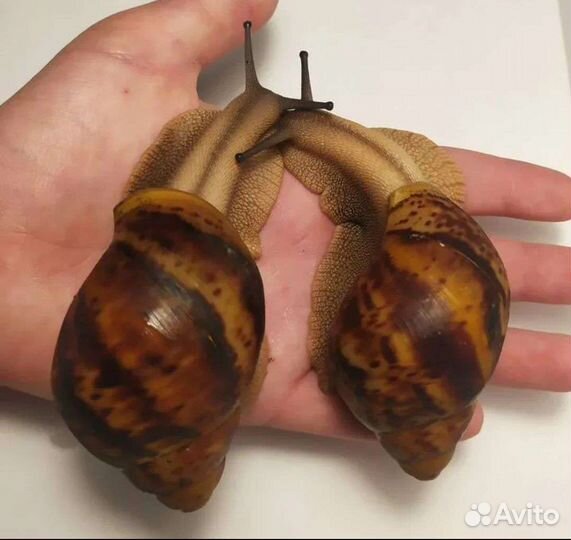 Улитята Архахатина маргината овум