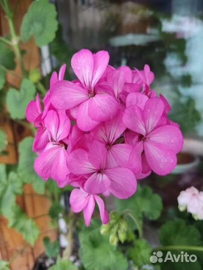 Пеларгония герань
