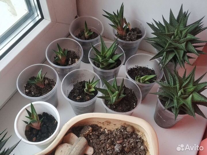 Суккуленты Хавортия лимолистная