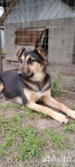 Щенок подросток в добрые руки