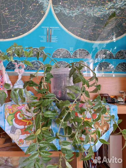 Хойя Белла прекрасная