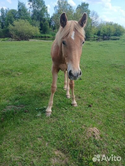 Жеребенок кобылка