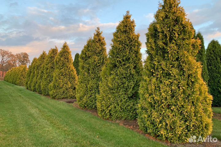 Туи в ассортименте: Колумна, Брабант, Смарагд