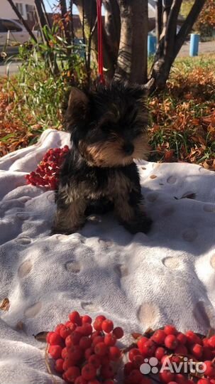 Йоркширский терьер