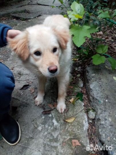 Маленькая собака 10 мес