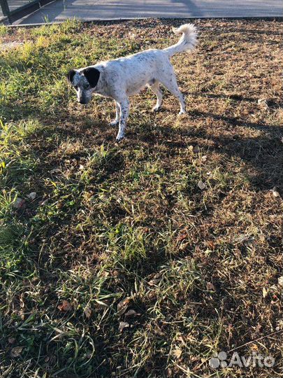 Кобелек ищет дом