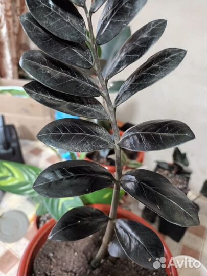 Замиокулькас