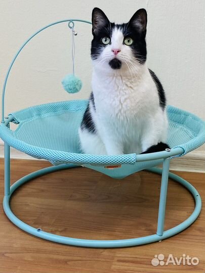 Зоогостиница, передержка для кошек