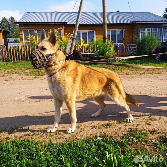 Помесь вео и но