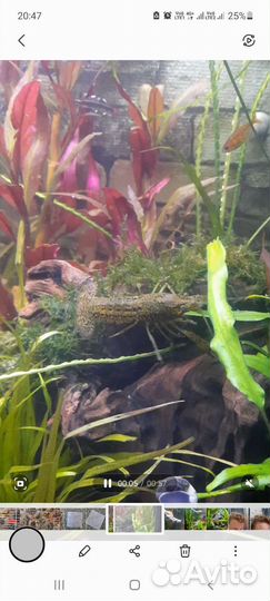 Аквариумные раки