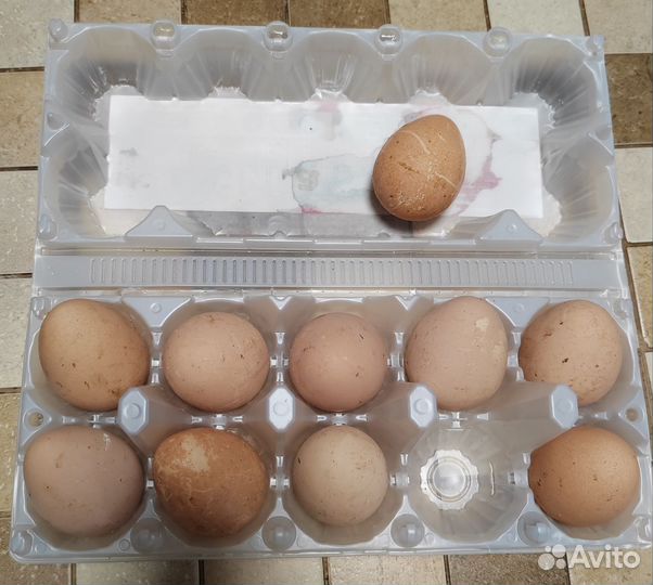 Яйцо цесариное, куриное