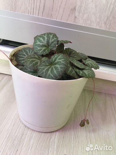 Филодендрон Атом