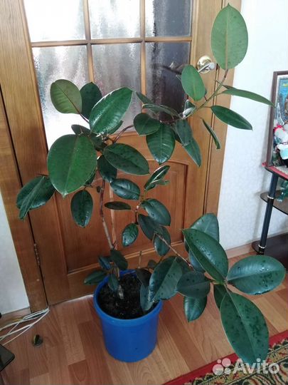 Фикус каучуковый