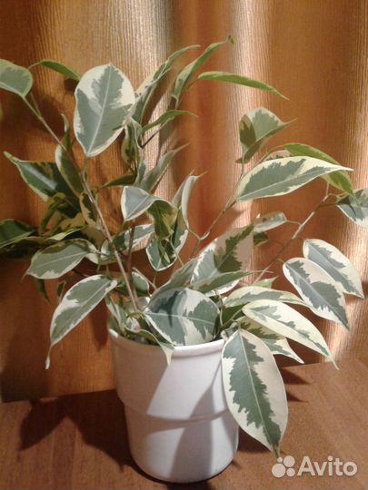 Фикус Бенджамина с пестрыми листьями