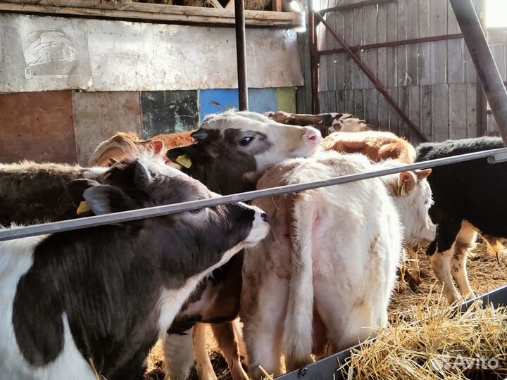 Телята бычки быки жеребята